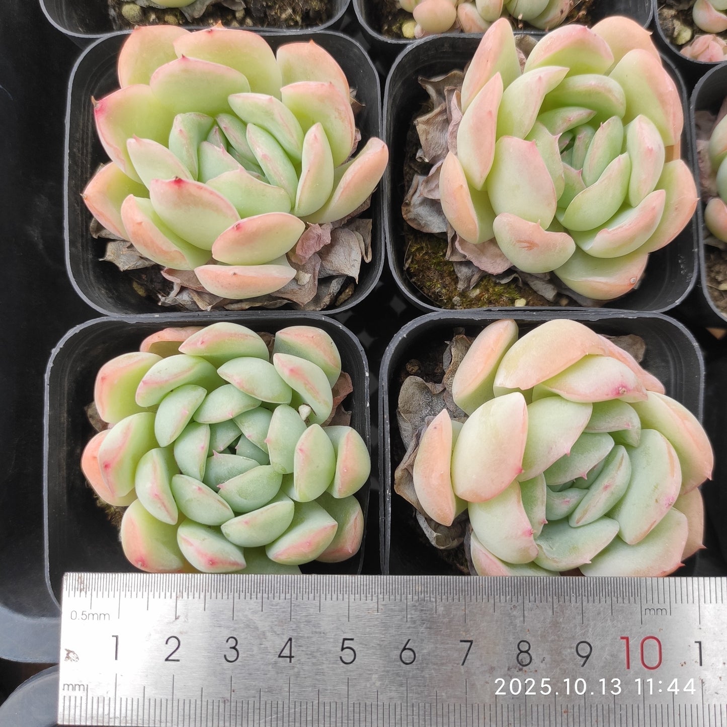 QN568 スリョン（6cm pot）
