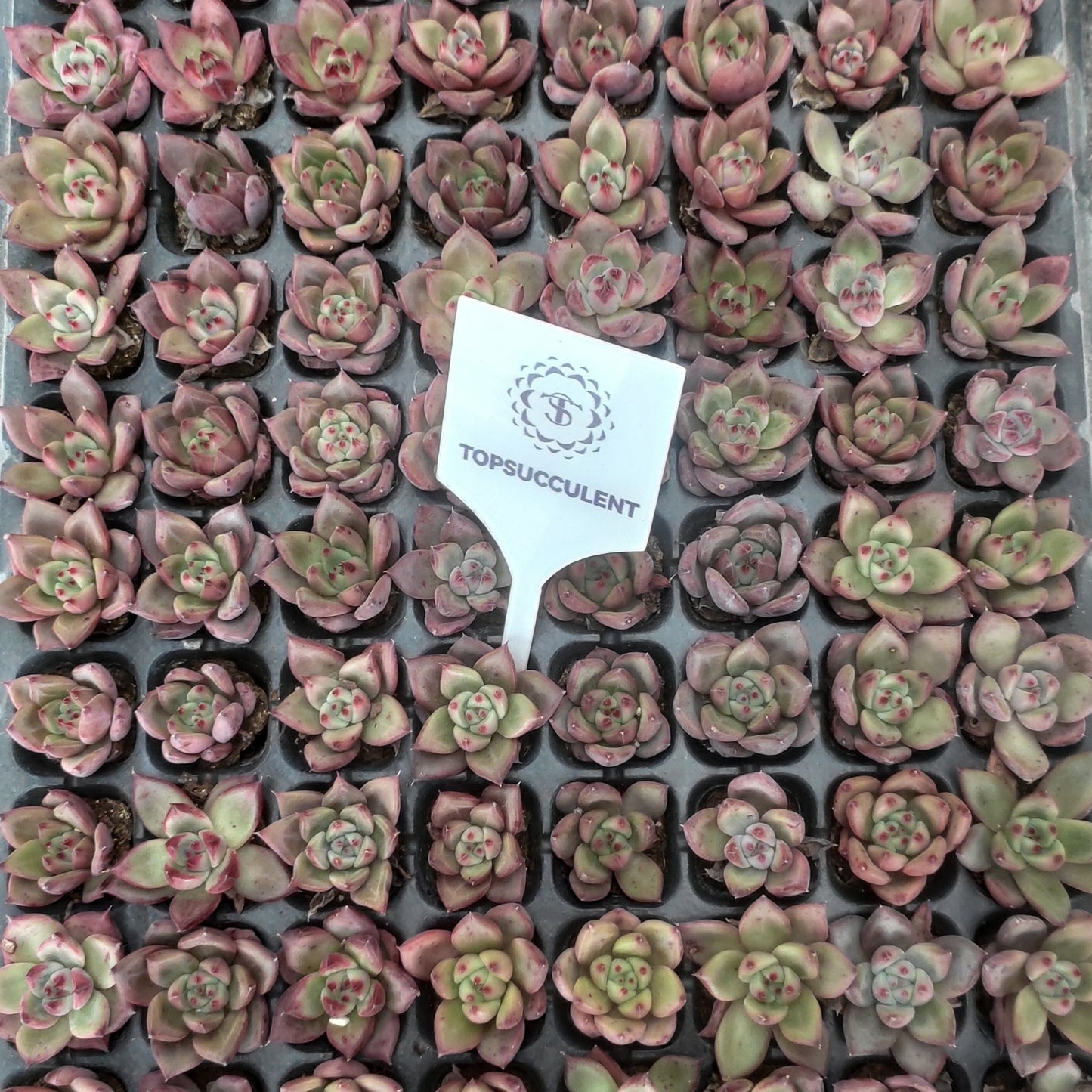 21740  ロメオ（3cm pot）（ポット苗）