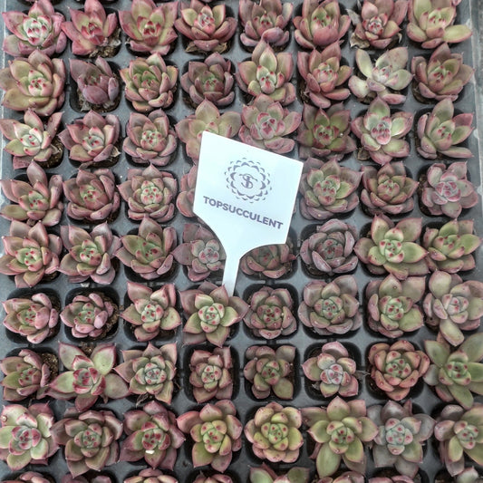 21740  ロメオ（3cm pot）（ポット苗）