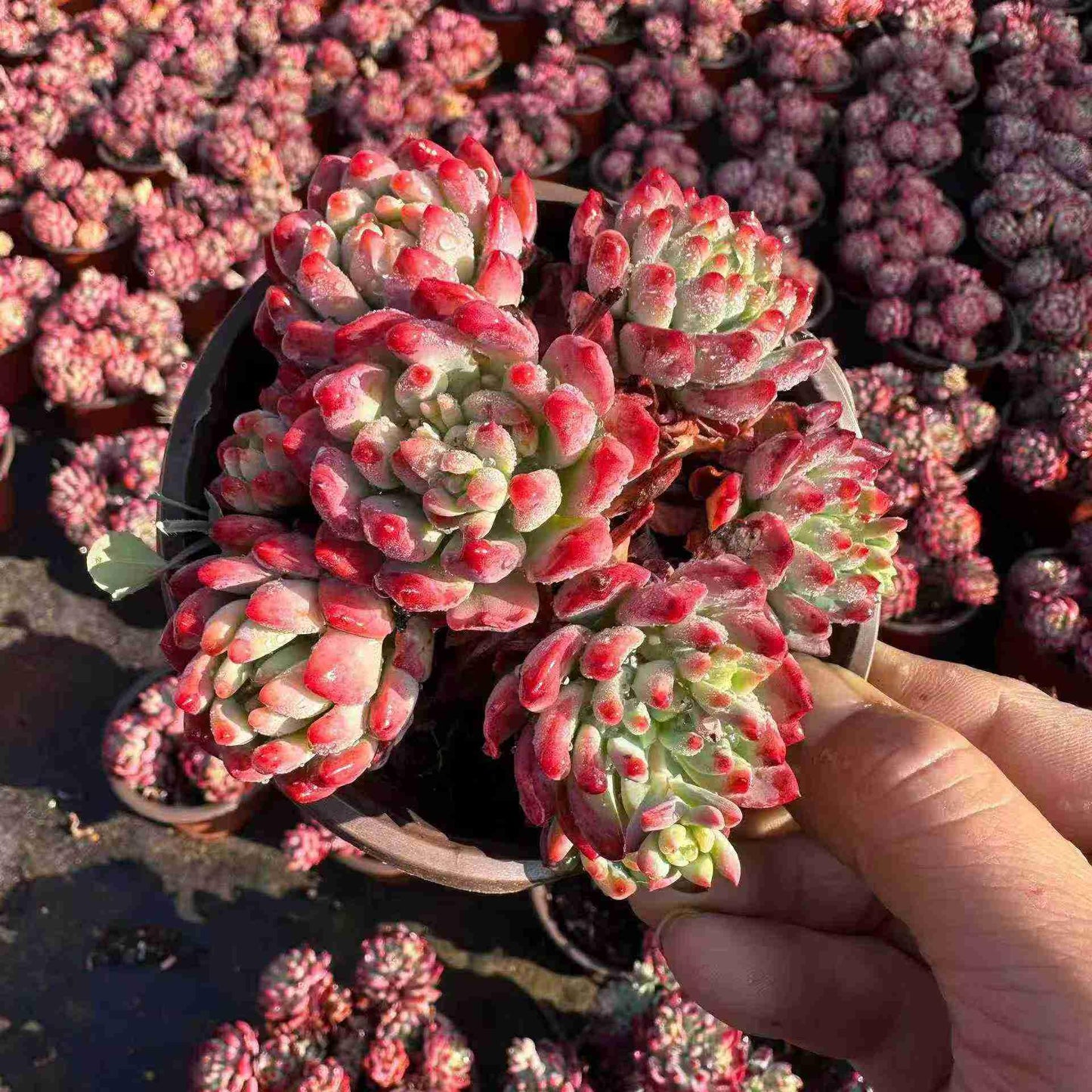 16057 ブルーエルフ