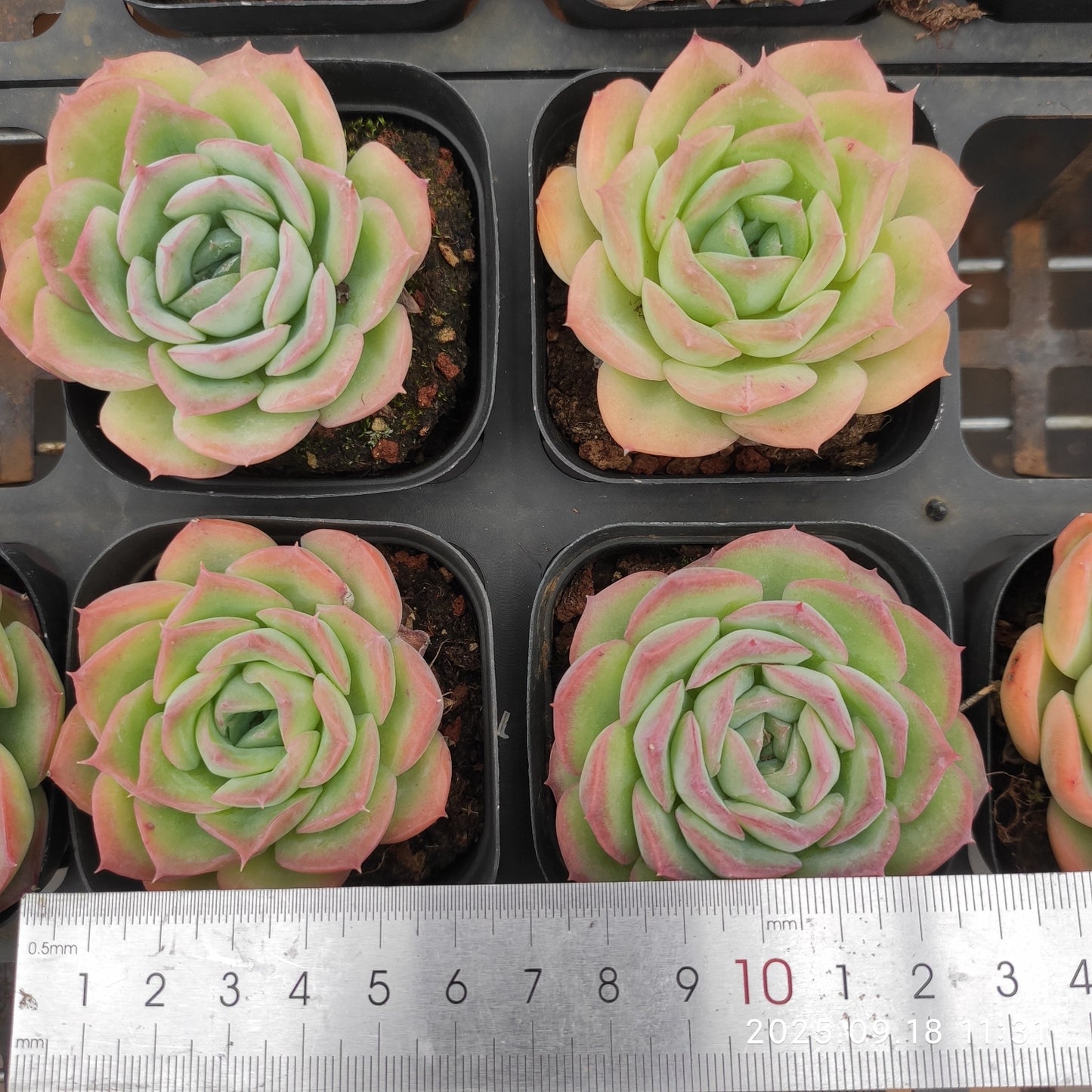 LMM400 ティル　ザー　エンド（6.5cm pot）