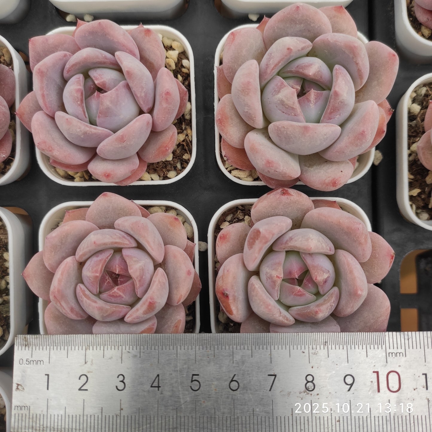 MMY1335 オレンジモンロー Hyb（5.5cm pot）