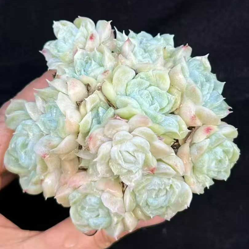 22003 ヒューミリス（9cm pot）