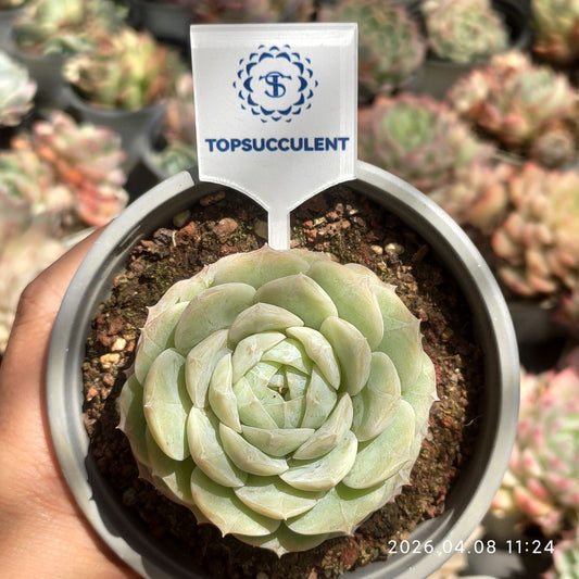 361328 ミント グレープ