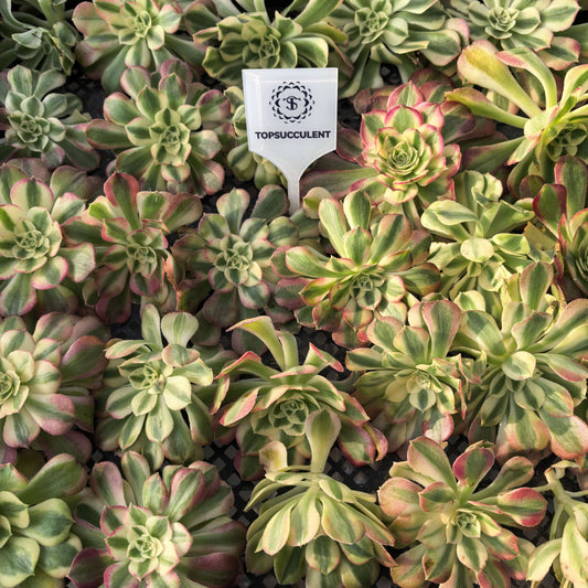 22983 ゴージャス（カット苗）（9cm pot）