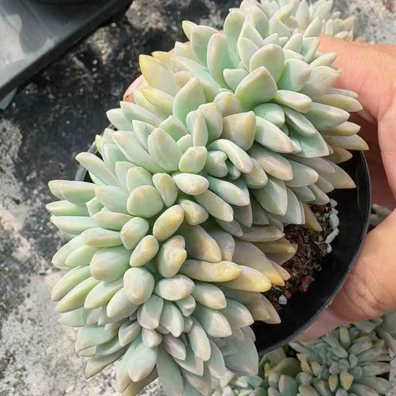 360373 淡雪綴化