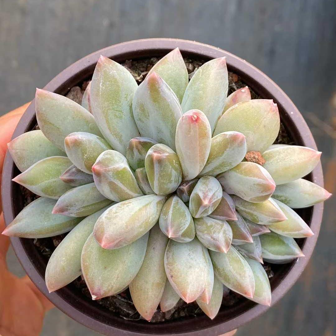 360096 アラカラー