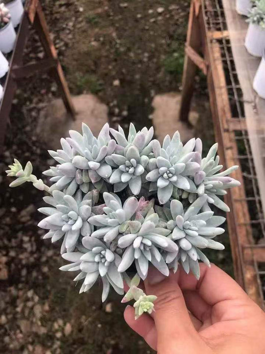 262741 ホワイトグリーニ