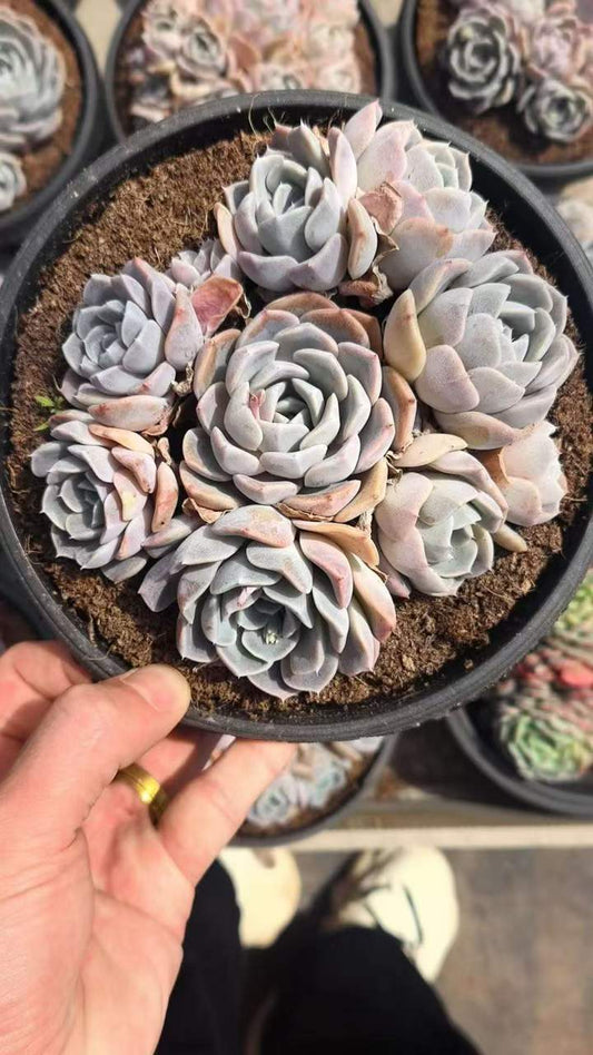 26561 タイニーバーガー