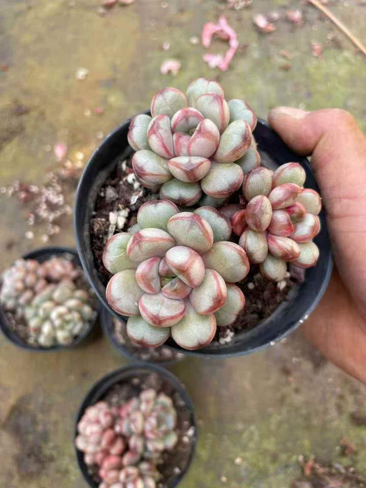 263261 アメトルム