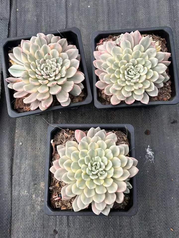 T26444 ピンクルビー錦