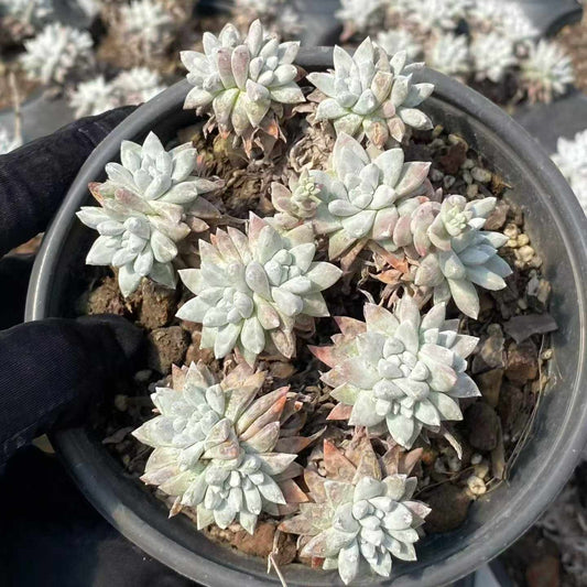 360963 ホワイトグリーニ