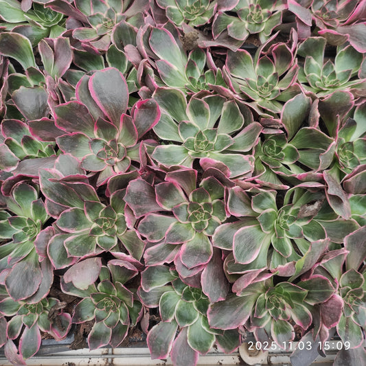 22305 イーブル　アイ（10cm pot）