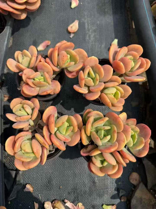 26479 ライムミルクティー