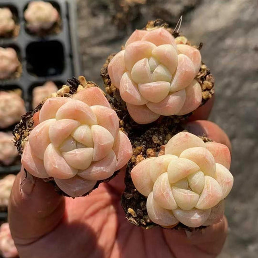 BL1833 アイスグリーン（3 cm pot）