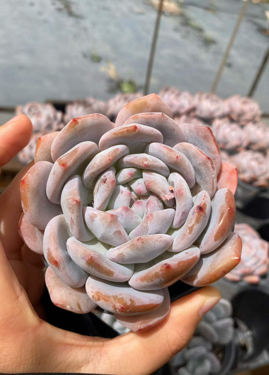 361747 オレンジモンロー錦