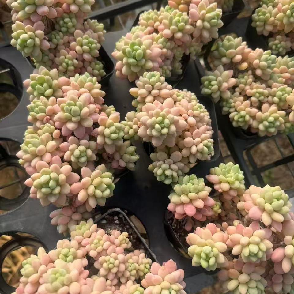 25759 ロココ