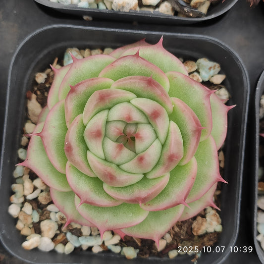 XQ1440 クィーン　ローズHyb（7cm pot）