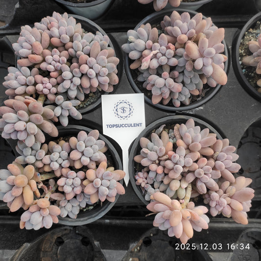 23167 ベービー　フィンガー（12cm pot）