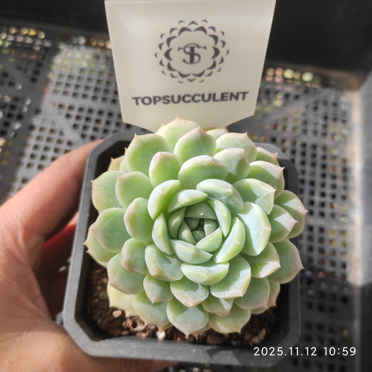 18585 ワイト　ソーダー（9cm pot）