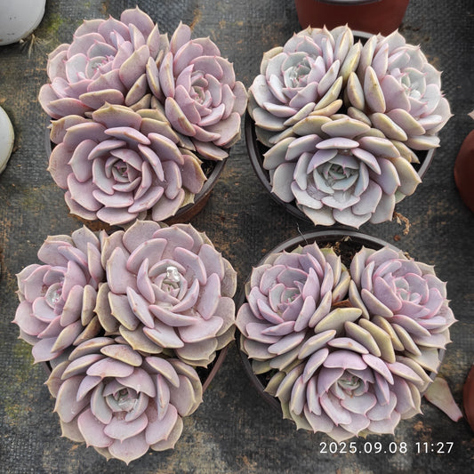 GDX024 ピンクバタフライ（12cm pot）
