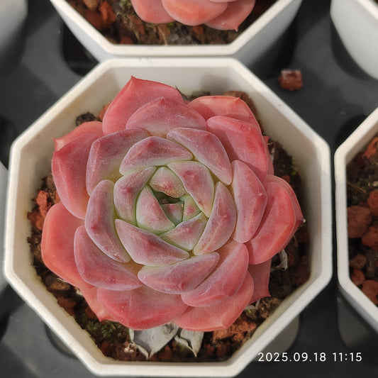 LMM131 オレンジモンロー Hyb（7 cm pot）