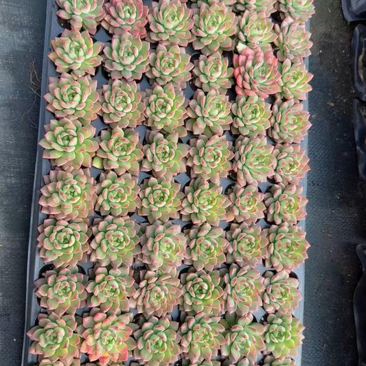 22828 マッコス（3cm pot）