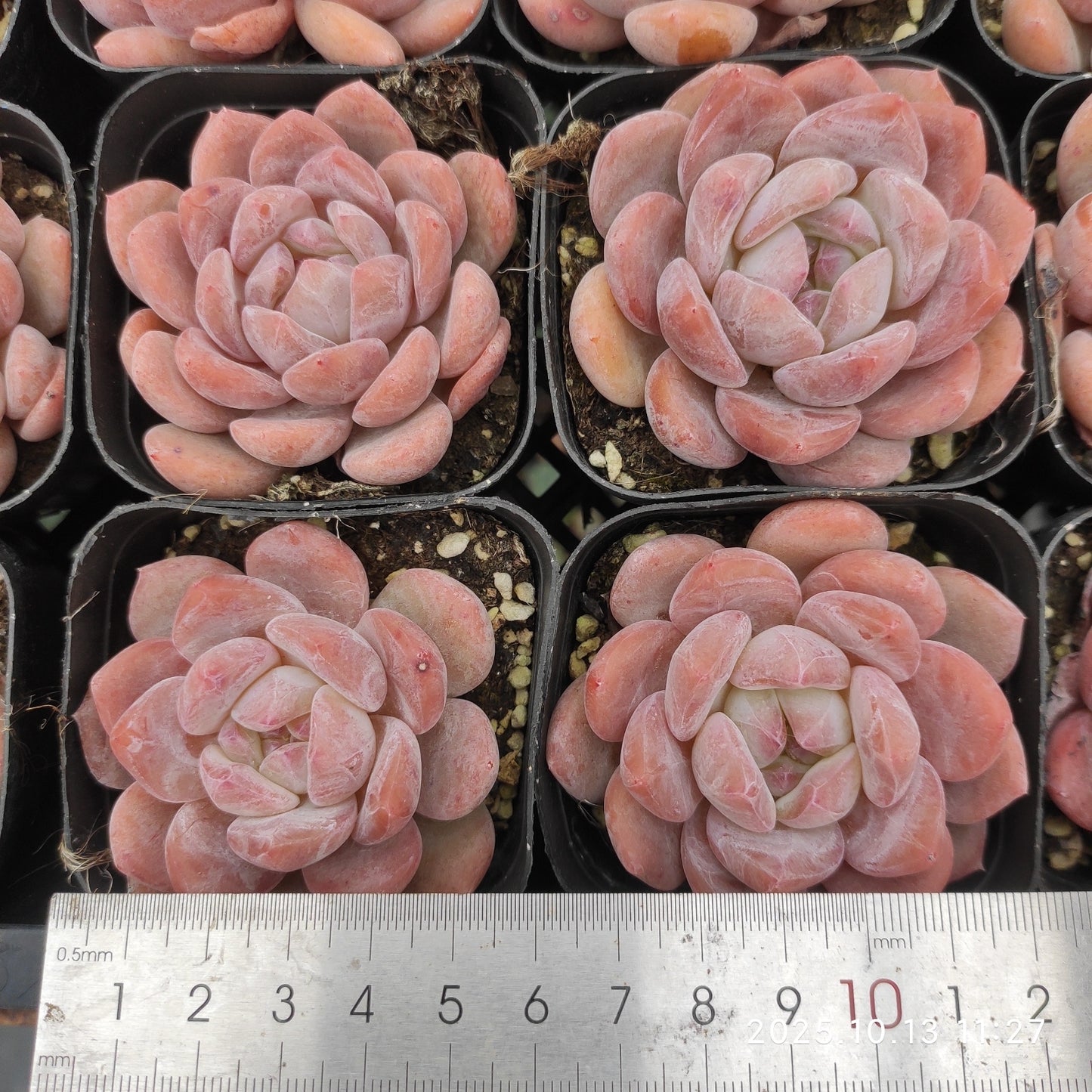 QN209 オレンジモンロー（5.5cm pot）