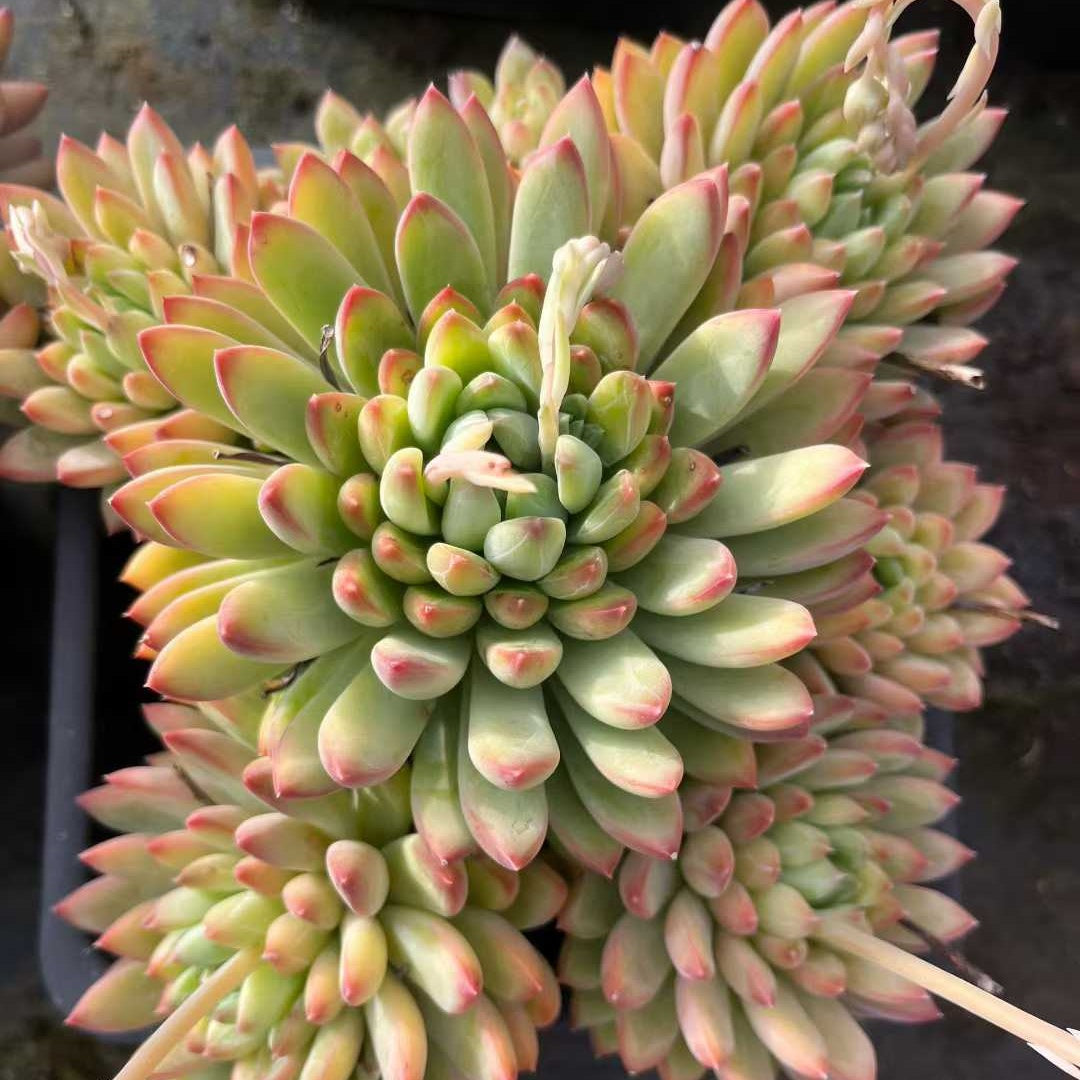 26185 インターステラー