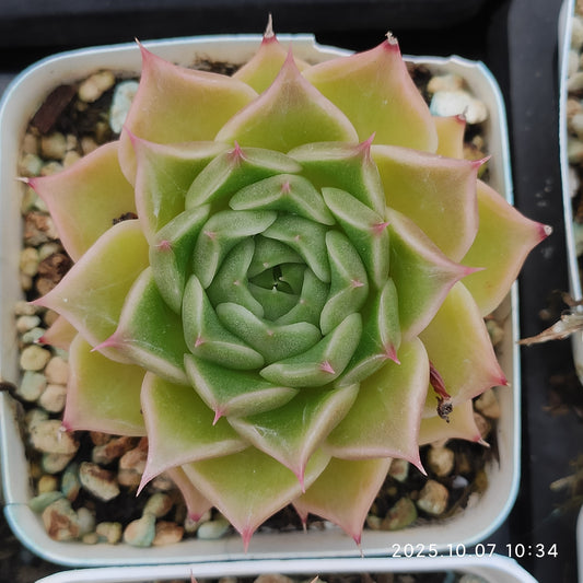 XQ1436 シマランスHyb（7cm pot）