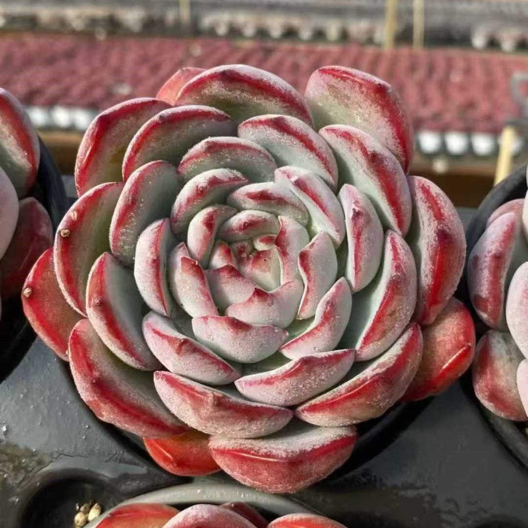 23620 ストロベリーアーモンド（9cm pot）