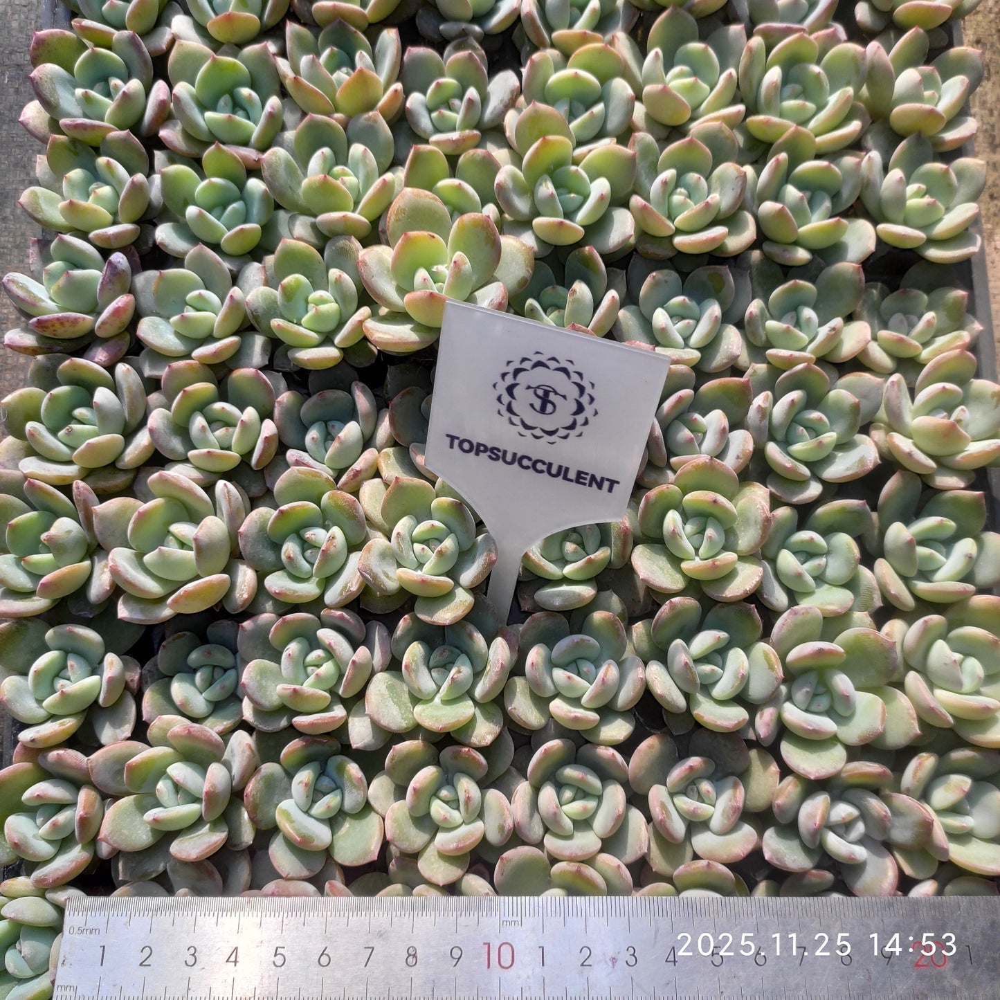 220601 ブレランド（3cm pot）（ポット苗）