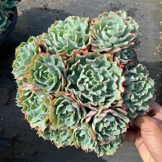 22007 ツーナーミー（23cm pot）