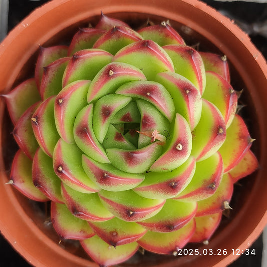 ZXX246 ムーンストーン (9cm pot)