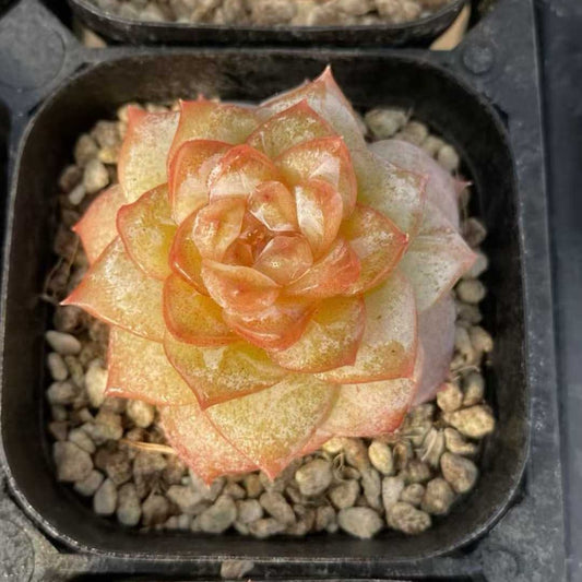 22556  フロイト（9cm pot）