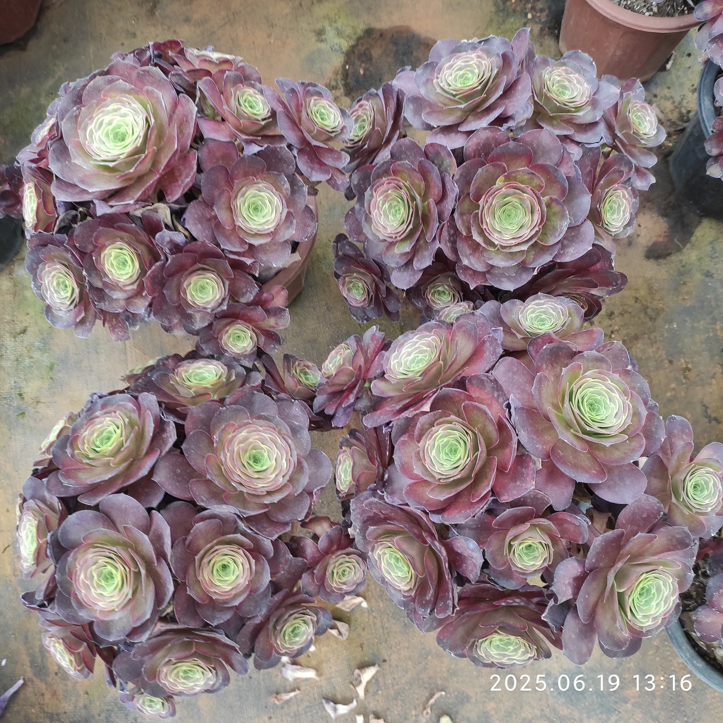 BC016 チャーム　ゴールド（17cm pot）
