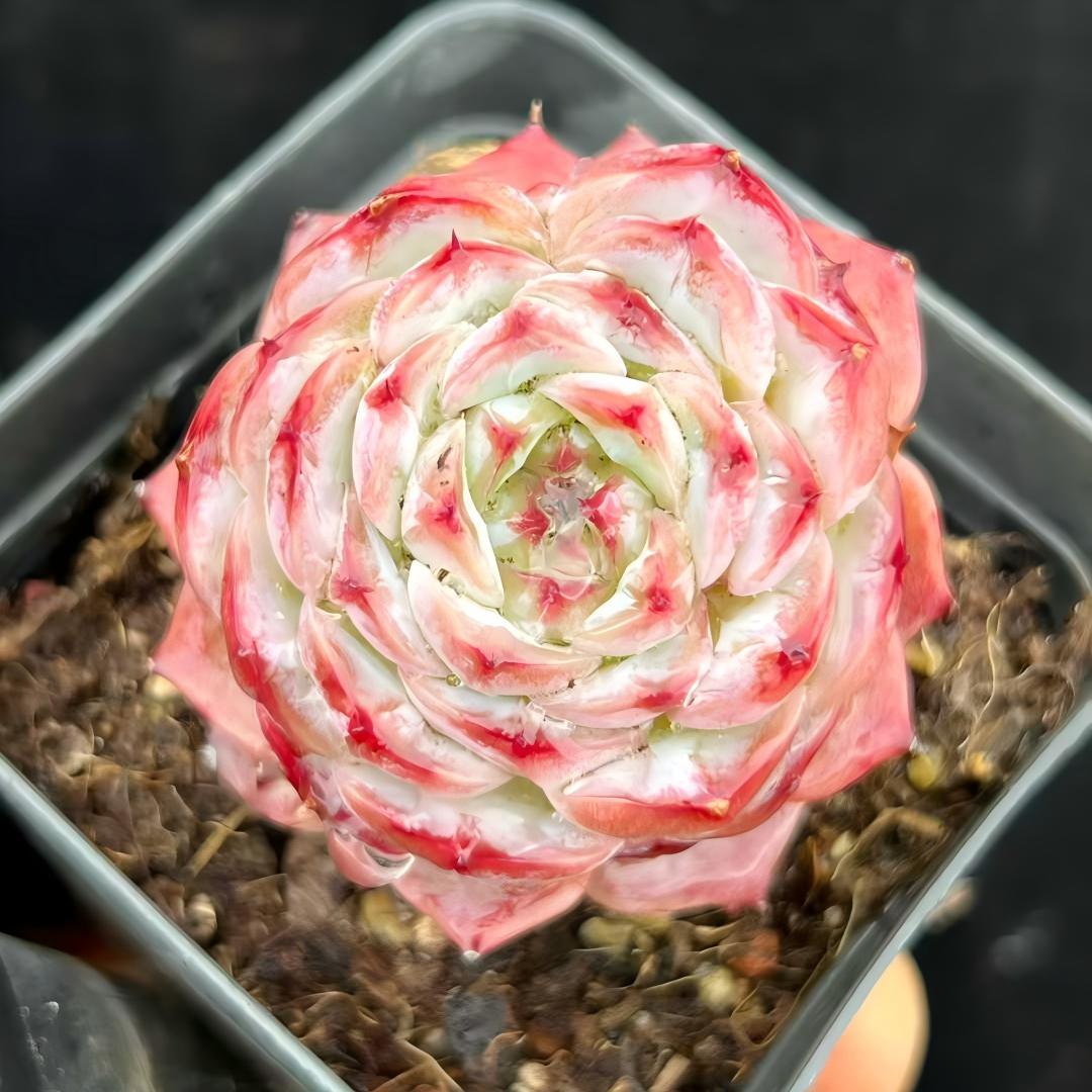 22252 ポメグラニットHyb（7cm pot）