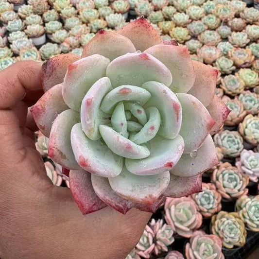 BL1815 ホワイトティー（9cm pot）