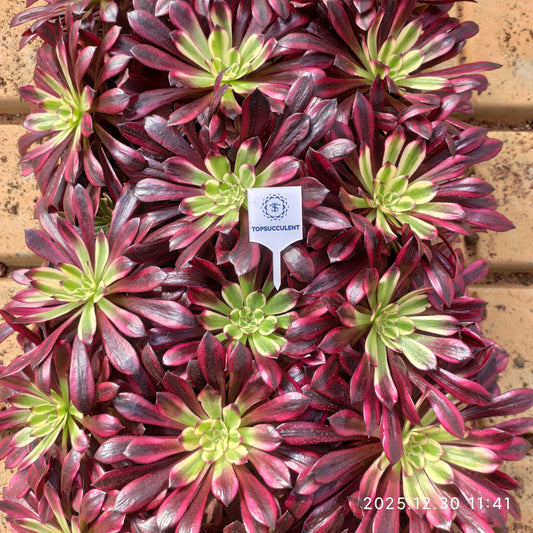 14793 フレーム　スピリット