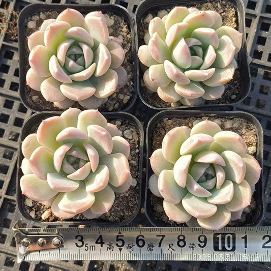 HH150 アメイジンググレイス （6.5cm pot）
