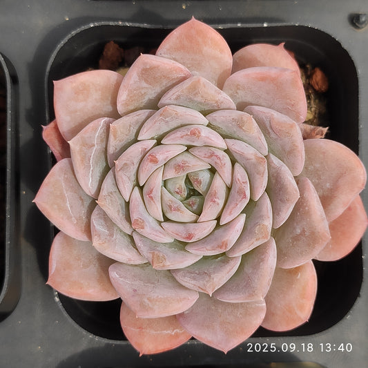 LMM354 エリー　クィーン x ヘレナー（6.5cm pot）