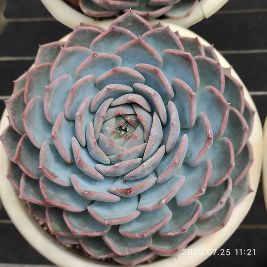 NGN747 パイレーツ/海賊（16cm pot）