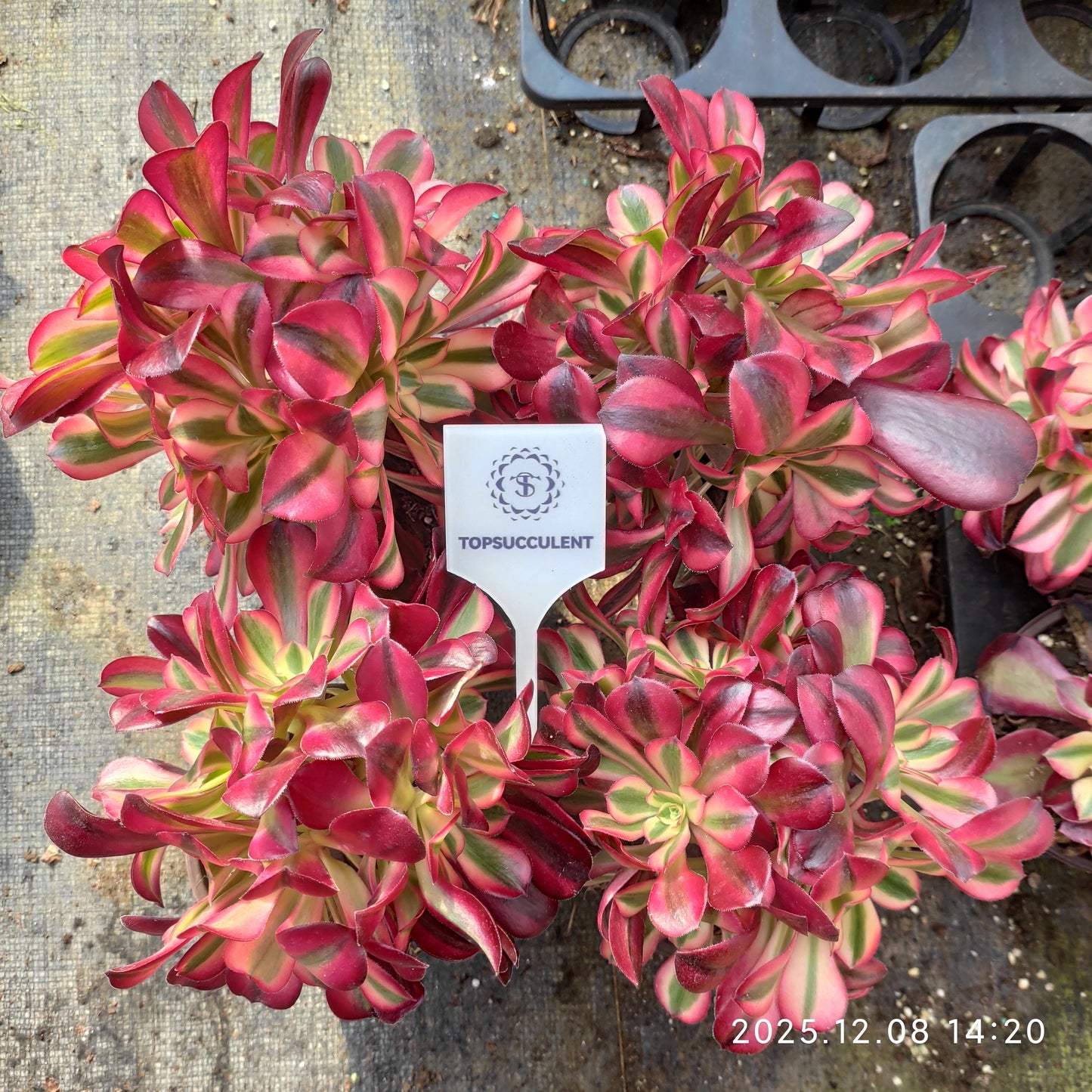 23281 アエオニウム　メデューサ（12cm pot）