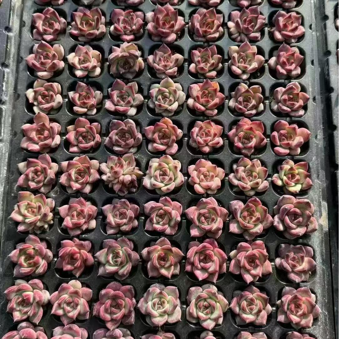 XS957 アクエリアス(3cm pot)