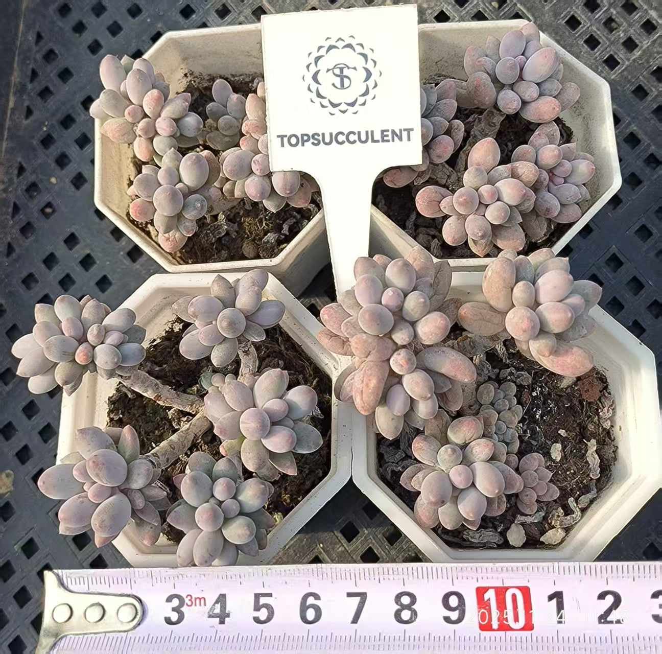 17182 ベビーフィンガー（6.5cm pot）