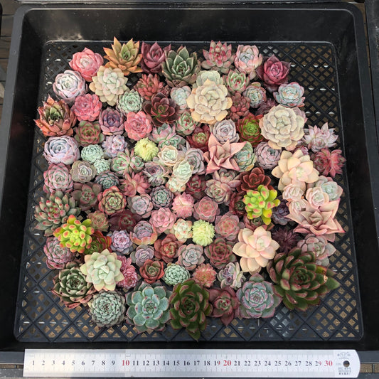 17856 ミックス苗 (穴トレー苗) 06