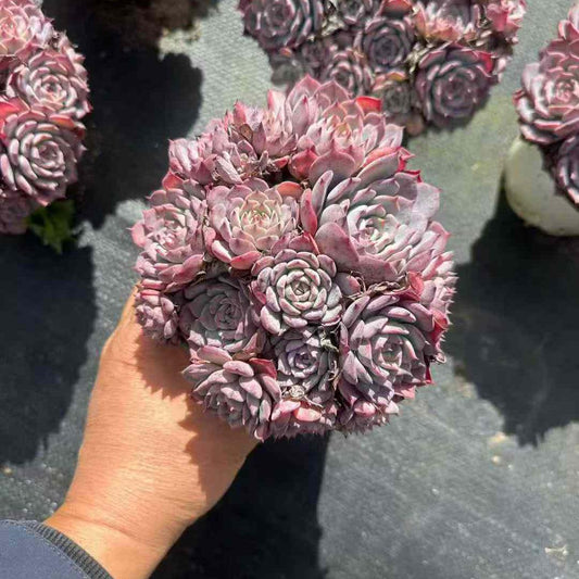 23190 ラウレンシス（12cm pot）