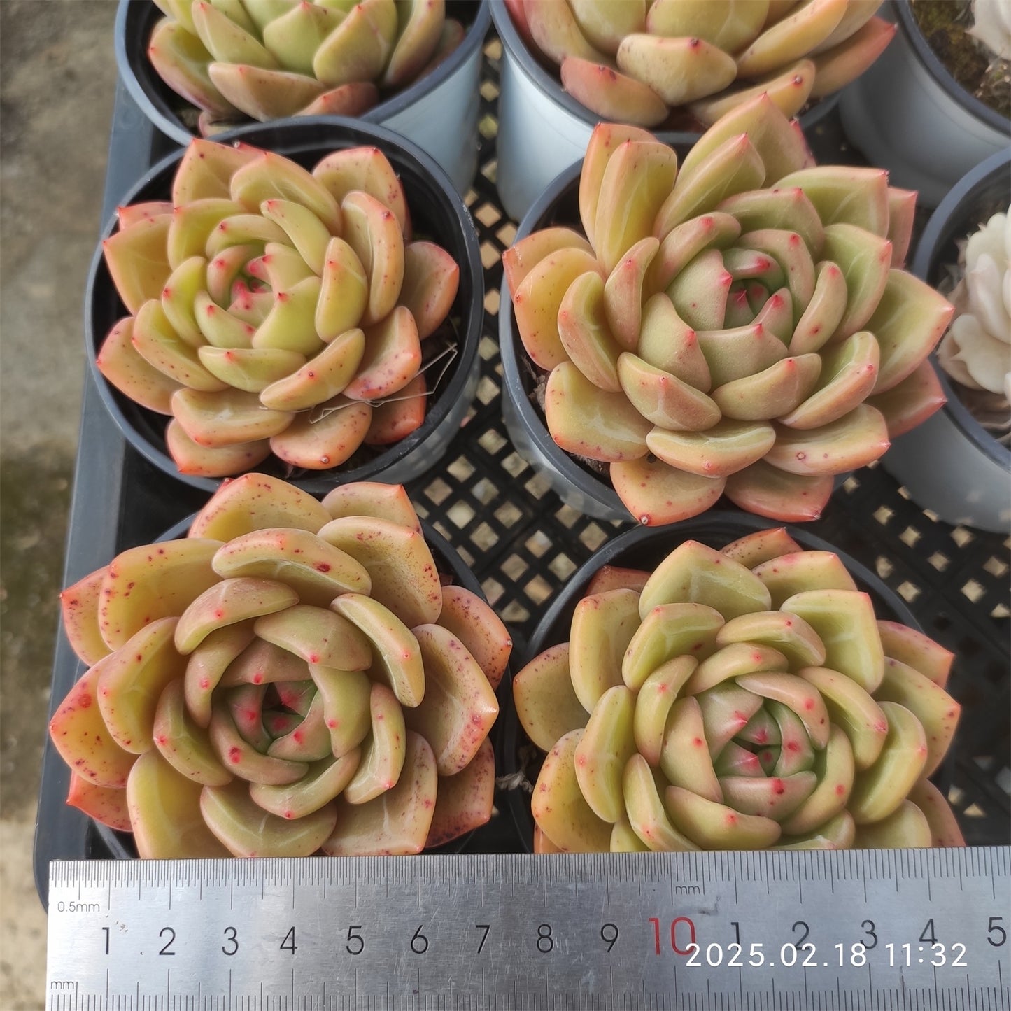 QN409 シャンペン(9cm pot)
