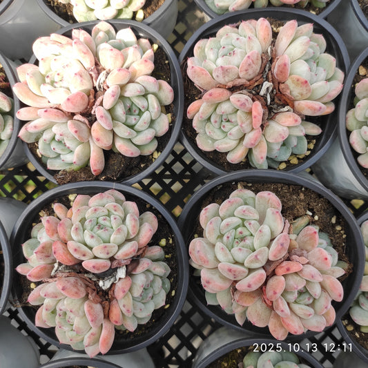 6883 ビヨンテ（9cm pot）