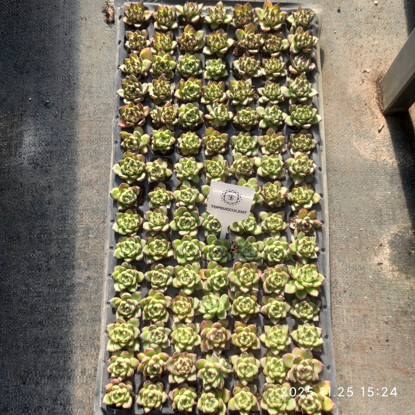 220501 ムーンストーン（3cm pot）（ポット苗）